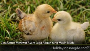 Cara Untuk Merawat Ayam Laga Aduan Yang Masih Muda