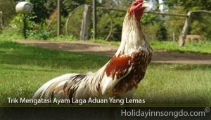 Trik Mengatasi Ayam Laga Aduan Yang Lemas